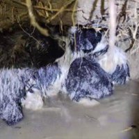 大雨で水没する直前に発見