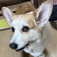 あざとい