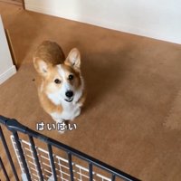 渋々玄関まで来てくれました