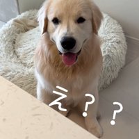 飼い主を見つめる大型犬