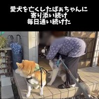 人に寄り添う2匹の犬
