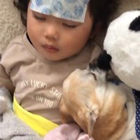 わんこたちが寄り添う