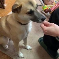 赤ちゃんの隣で飼い主からおやつを貰う犬