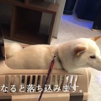 看護師さんが見えなくなると、しょんぼり…