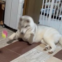 シュバッ