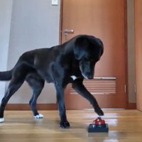 ベルを押す犬