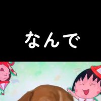 テレビの前に座る中型犬