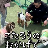 ドッグランで犬とふれあう人