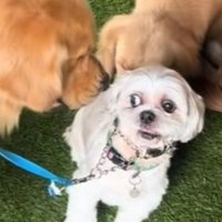 大型犬に囲まれたしろ君4