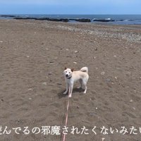 「今遊んでるところだから止めないでっ」