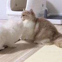 犬に前足を伸ばす猫