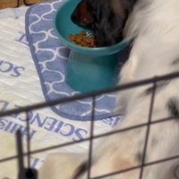 繁殖引退犬だったわんこ