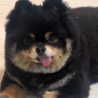 舌を出して飼い主を見つめる犬