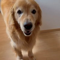 こちらを見つめる犬