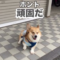 頑固なジノくん