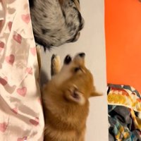 チロルちゃんは必死に抗議！