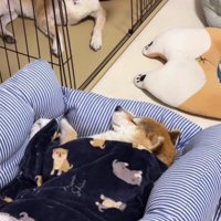 静かに寄り添う姿に涙…