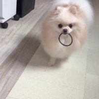 髪ゴムを咥えてる！！