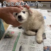 頭を撫でられる泥まみれの子犬