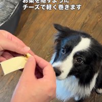 チーズに包んで与える