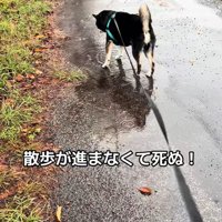 水たまりに興味津々のくろまめ君6