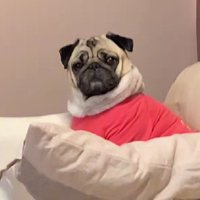 哀愁の目でスマホを追う
