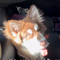 首をかしげる琥珀くん1