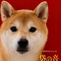 柴犬