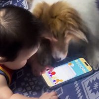 スマートフォンへ顔を近づける犬