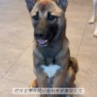 お座りする子犬