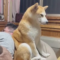 瞼が閉じてくる犬