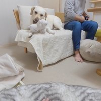 パパさんの隣でまったり♪