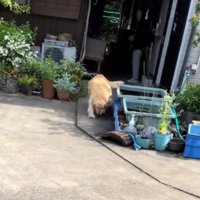 家の方から車のあるところへ向かってくる犬