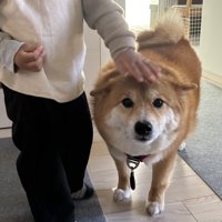 息子