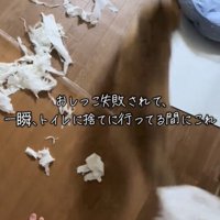 紙の方へ走る犬の姿