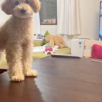 「ルールも守らなきゃ…」