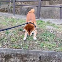 草を食べるテツくん1