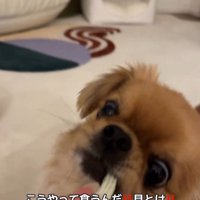 歯磨きガムを怖がるぽっぷくん7