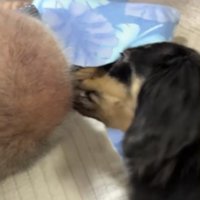 頭をかじろうとする犬