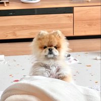 ひょっこり