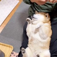 動かなくなるここちゃん