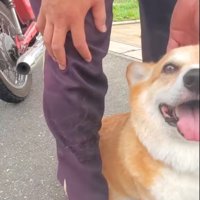 毛がたくさん