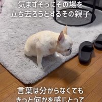 しょんぼりしてしまったアビーちゃん