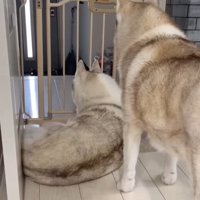 寧々ちゃん＆茶々ちゃんのお出迎え5