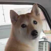 飼い主さんを見るはなこちゃん