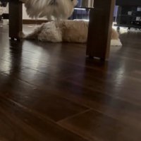 奥の床で伏せている奈々ちゃん