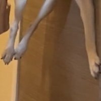 小型犬の足
