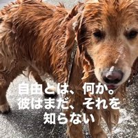 びしょ濡れのチェスターくん