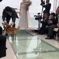 リングドッグを務めるじろー君10