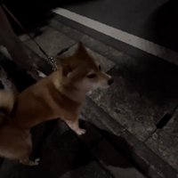 「うわうわうわうわー」